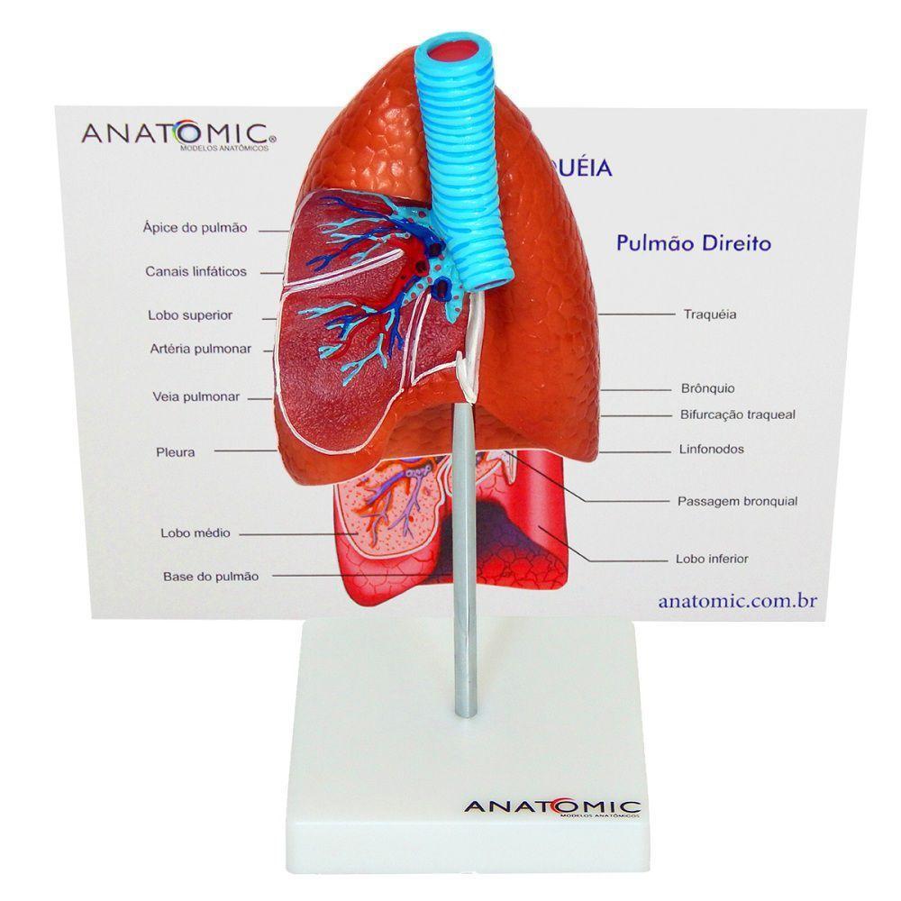 Pulmão Humano com Traqueia e Placa Explicativa Anatomia - 3