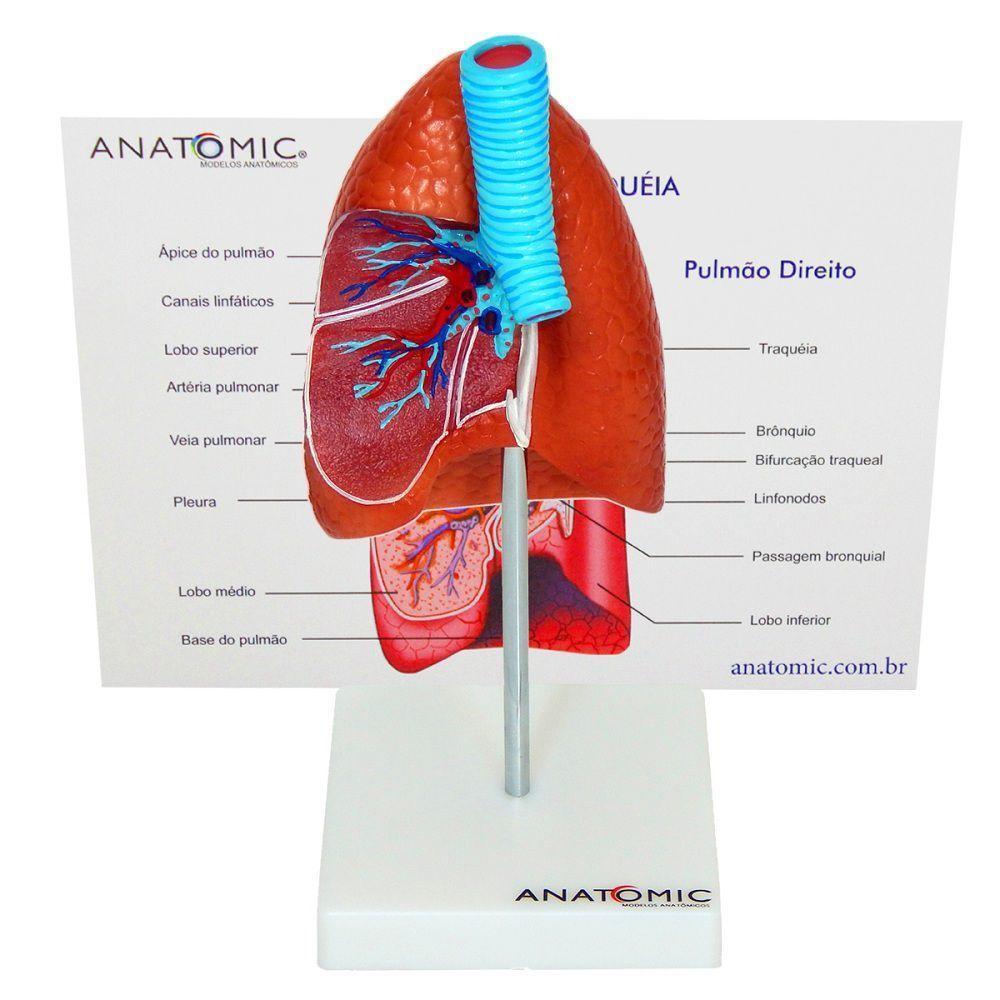 Pulmão Humano com Traqueia e Placa Explicativa Anatomia - 5