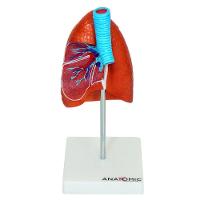 Pulmão Humano com Traqueia e Placa Explicativa Anatomia