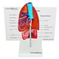 Pulmão Humano com Traqueia e Placa Explicativa Anatomia - 5