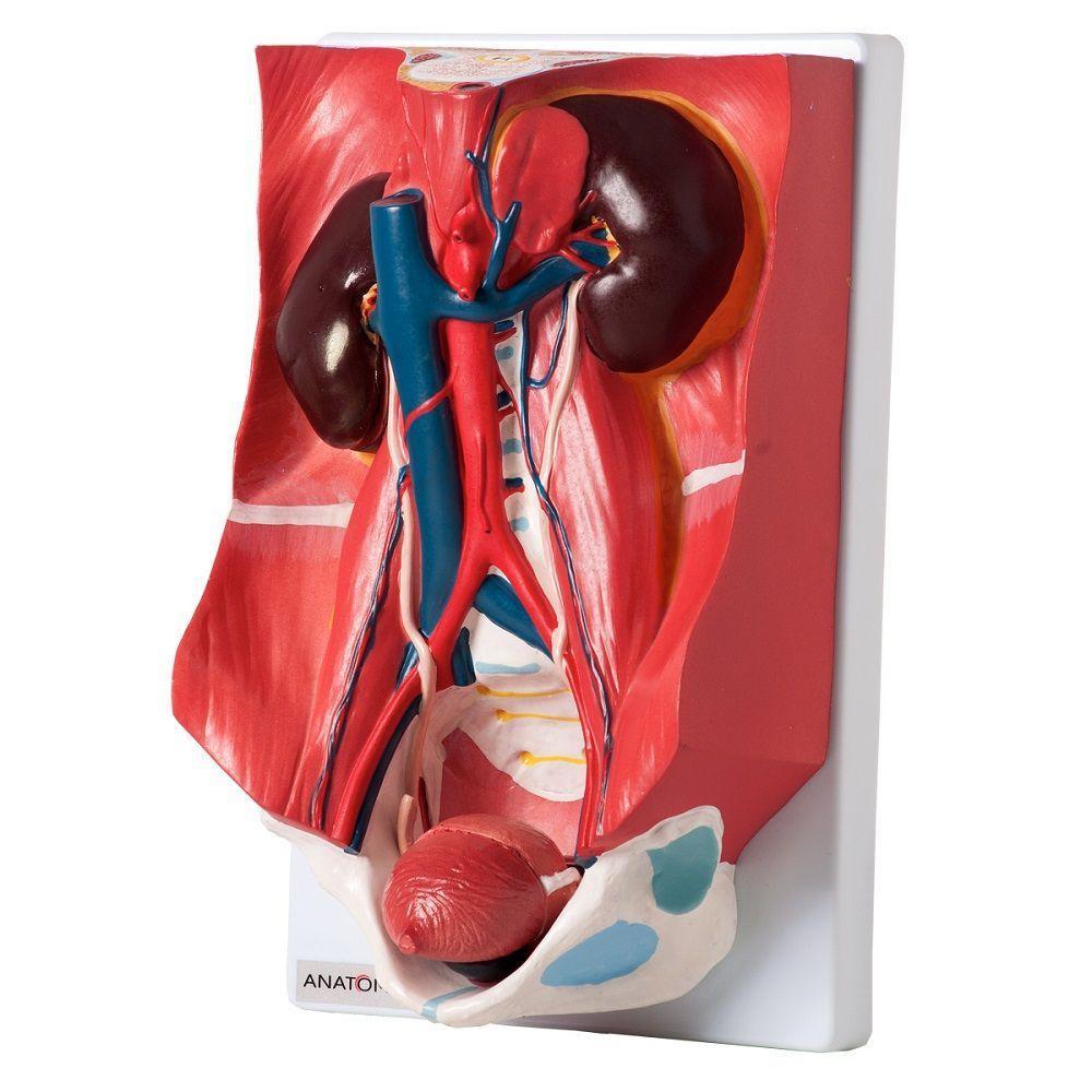 Sistema Urinário Clássico em 4 Partes Modelo Anatomia - 2