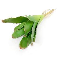 Kit 6 Peças Bromélia Planta Artificial Verde 8 Folhas 21cm