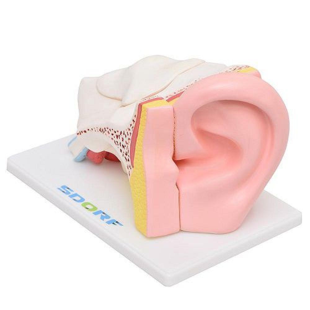 Ouvido Ampliado em 5 Partes Modelo Anatomia - 2