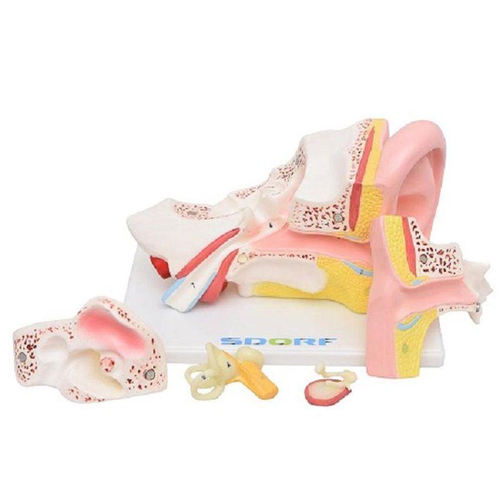 Ouvido Ampliado em 5 Partes Modelo Anatomia - 3