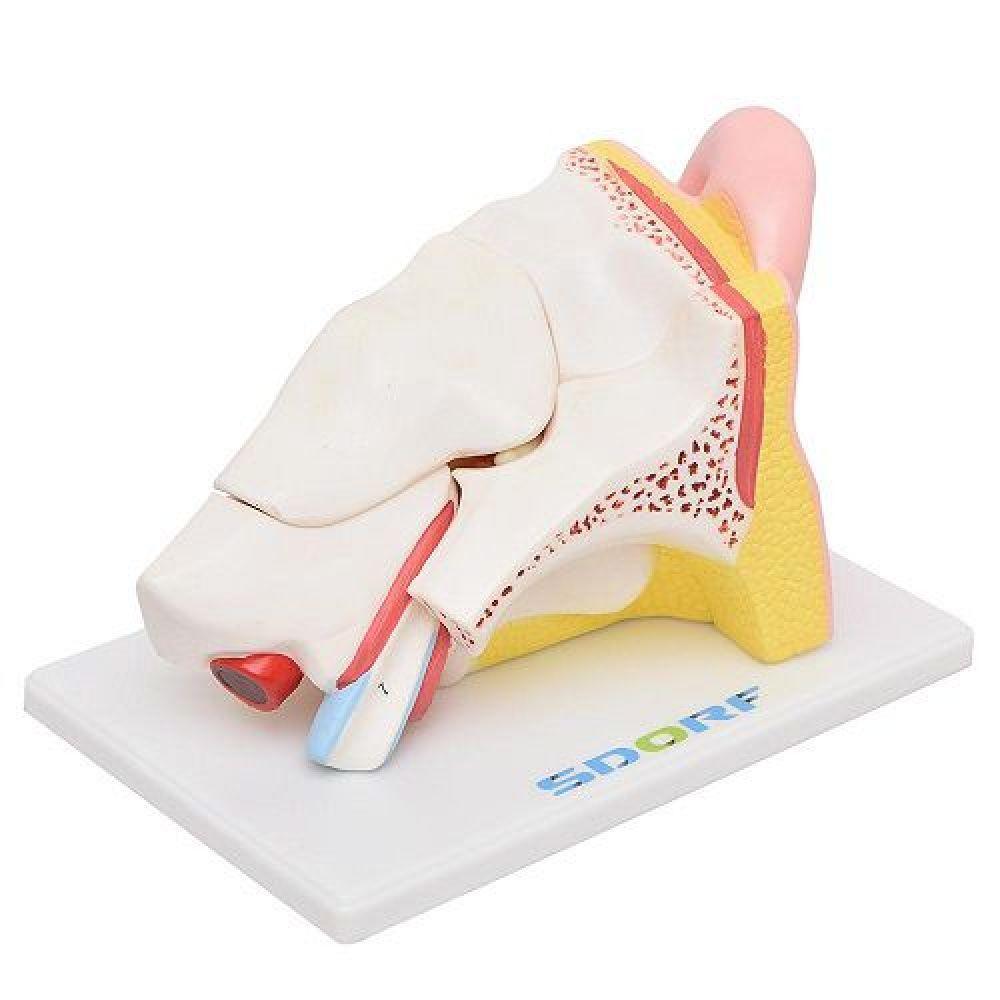 Ouvido Ampliado em 5 Partes Modelo Anatomia - 4