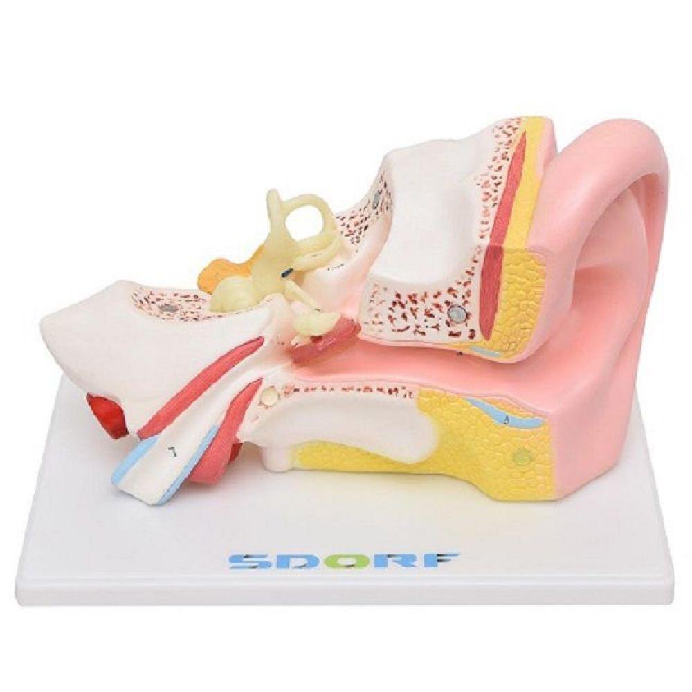 Ouvido Ampliado em 5 Partes Modelo Anatomia - 6