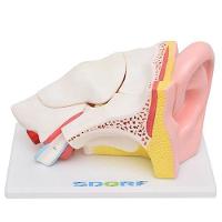 Ouvido Ampliado em 5 Partes Modelo Anatomia - 9
