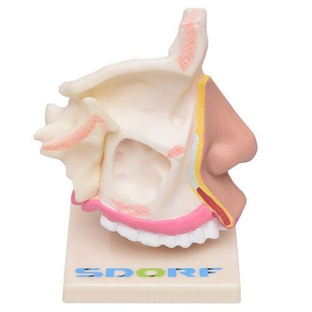 Cavidade Nasal, Anatomia Nasal - 3