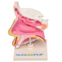 Cavidade Nasal, Anatomia Nasal - 1