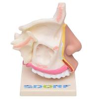 Cavidade Nasal, Anatomia Nasal - 3