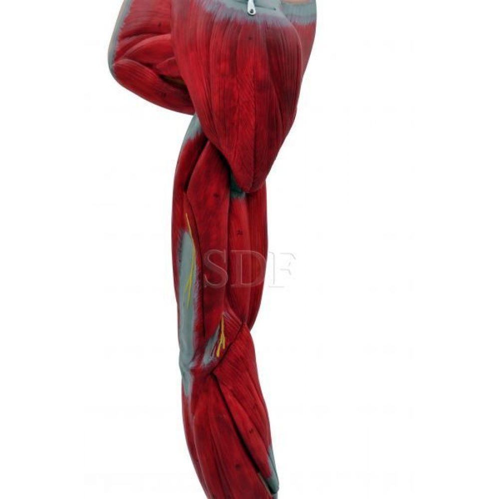 Braço com Músculos Vasos e Nervos em 6 Partes Sdorf - 2