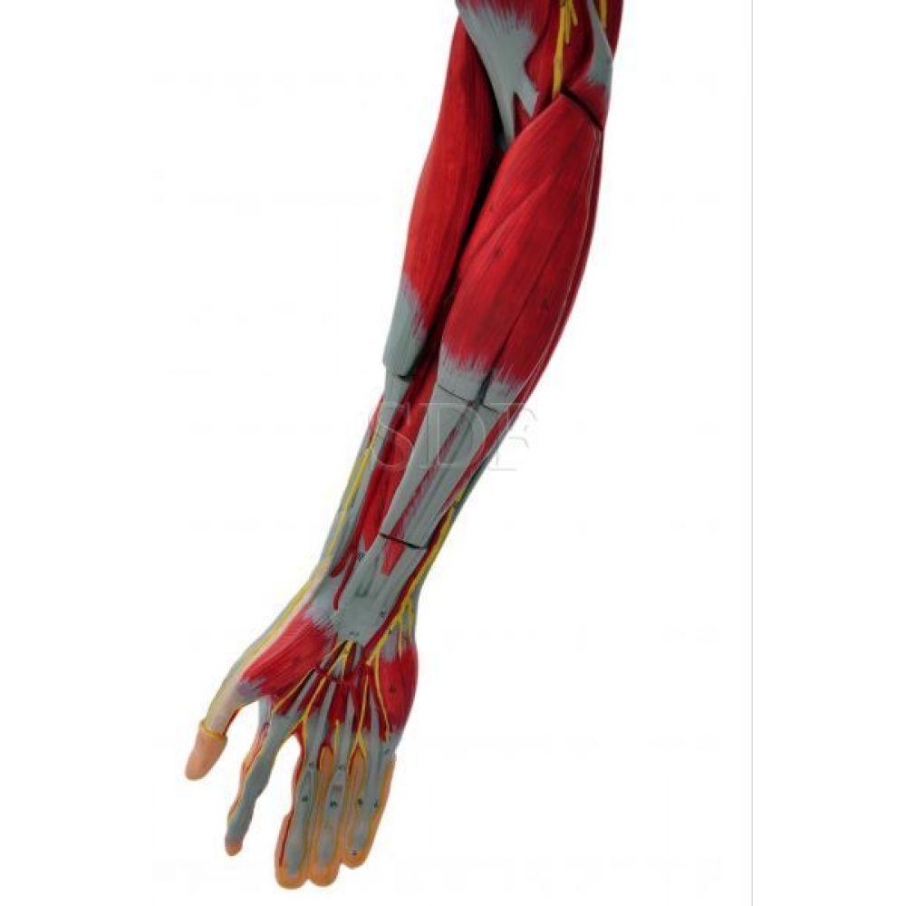 Braço com Músculos Vasos e Nervos em 6 Partes Sdorf - 3