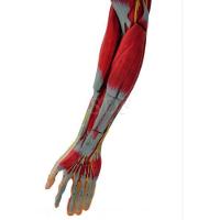 Braço com Músculos Vasos e Nervos em 6 Partes Sdorf - 3