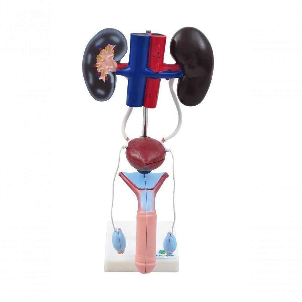 Sistema Urinário Masculino em 9 Partes Anatomia - 1