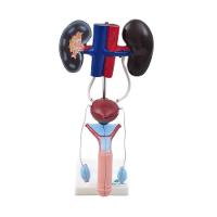 Sistema Urinário Masculino em 9 Partes Anatomia - 2