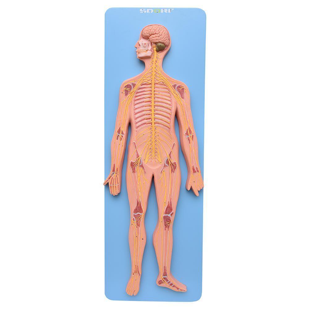 Sistema Nervoso Central e Periférico em Prancha Modelo - 1