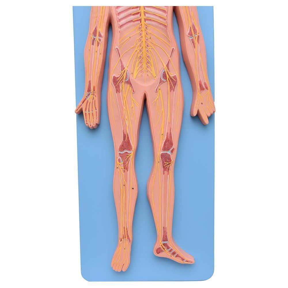 Sistema Nervoso Central e Periférico em Prancha Modelo - 2