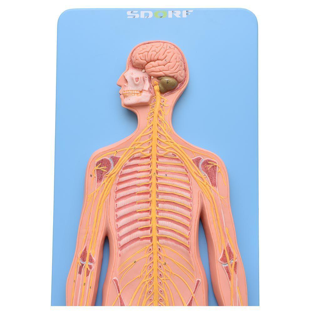 Sistema Nervoso Central e Periférico em Prancha Modelo - 3