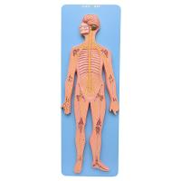 Sistema Nervoso Central e Periférico em Prancha Modelo - 1