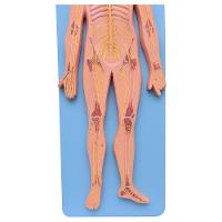 Sistema Nervoso Central e Periférico em Prancha Modelo - 2