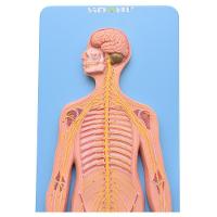 Sistema Nervoso Central e Periférico em Prancha Modelo - 3