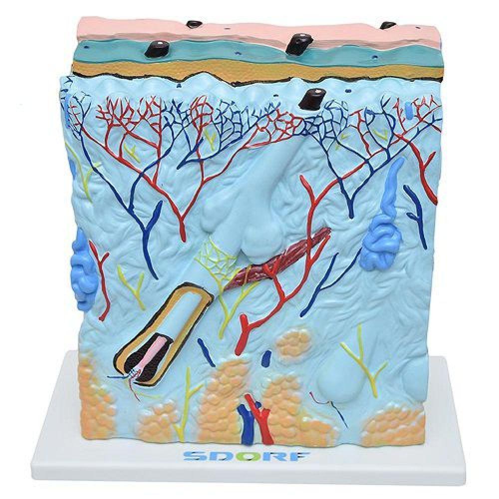 Corte de Pele em Lâmina Anatomia - 1