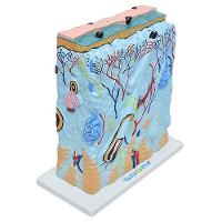 Corte de Pele em Lâmina Anatomia - 2