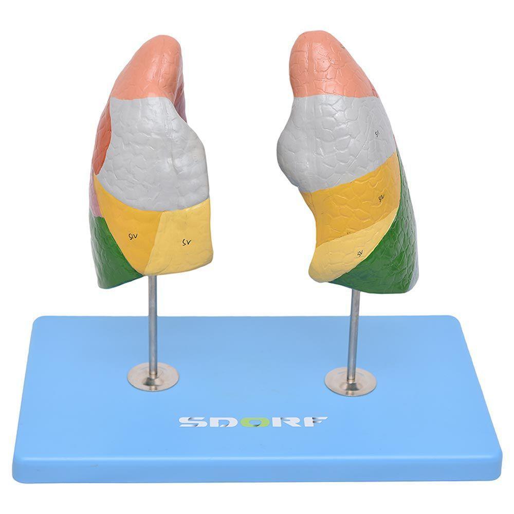 Pulmão Segmentado Humano em Cores Modelo Anatomia - 2
