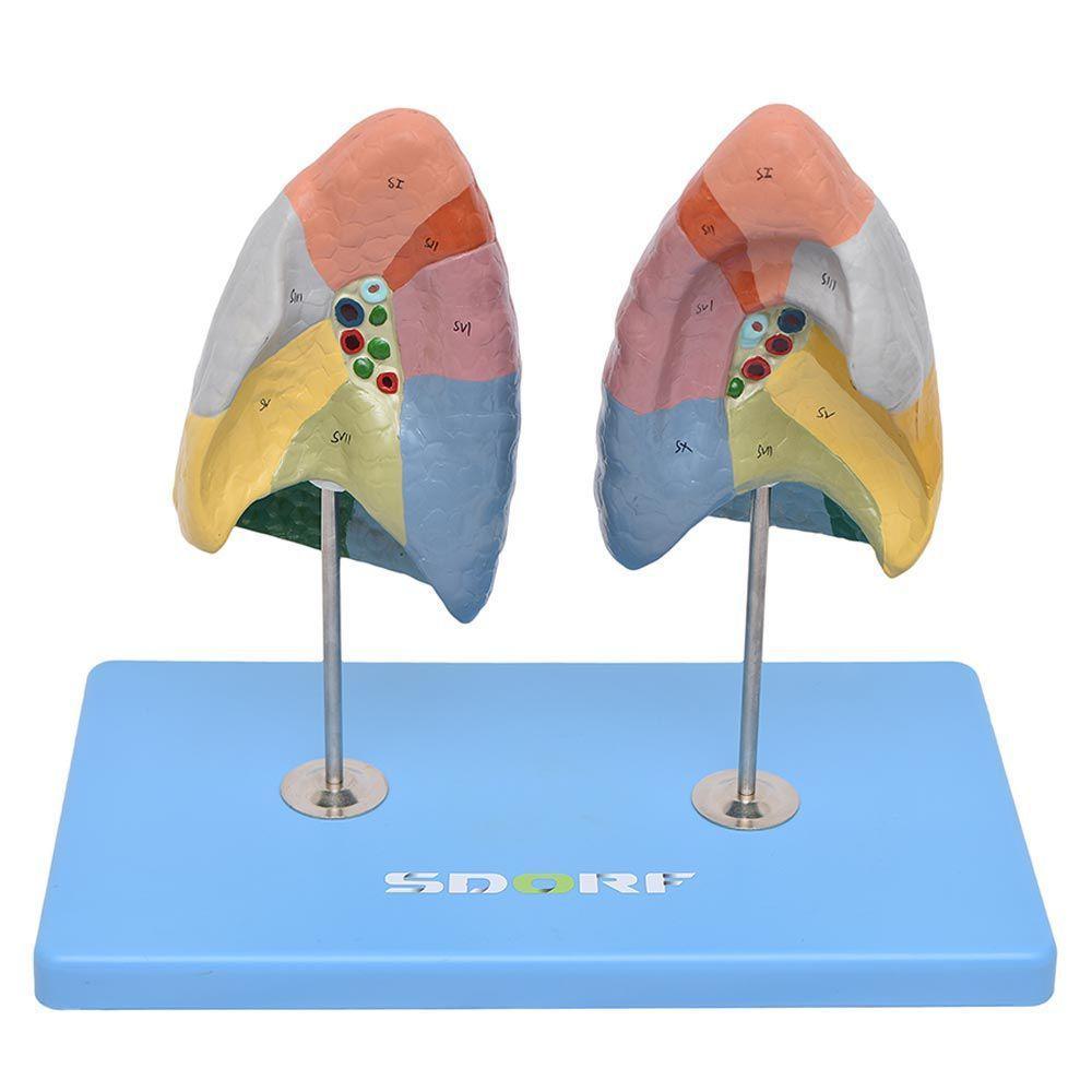 Pulmão Segmentado Humano em Cores Modelo Anatomia - 4