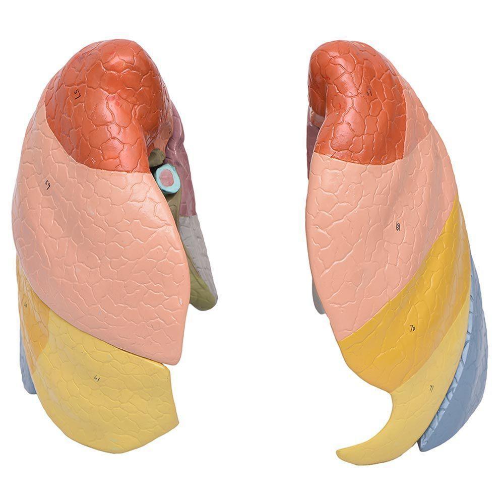 Pulmão Segmentado Humano em Cores Modelo Anatomia - 6