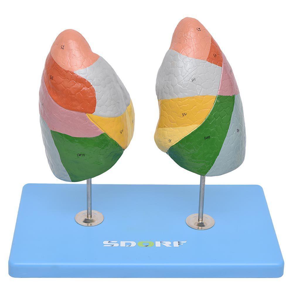 Pulmão Segmentado Humano em Cores Modelo Anatomia - 8