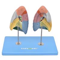 Pulmão Segmentado Humano em Cores Modelo Anatomia