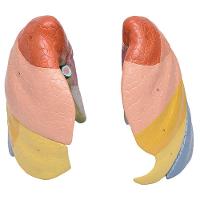 Pulmão Segmentado Humano em Cores Modelo Anatomia - 5