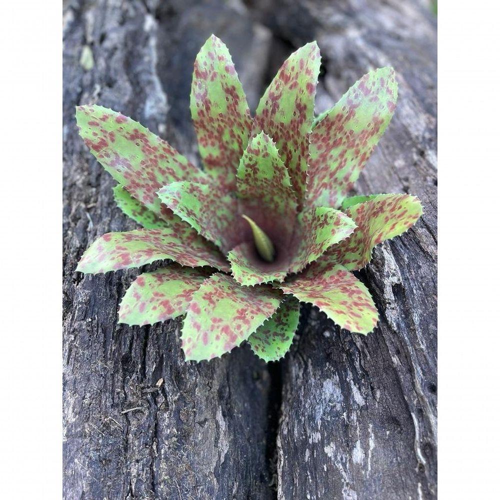 Kit 4 Pçs Bromélia Plantas Artificiais Verde 20 Folhas 34cm - 6