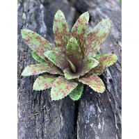 Kit 4 Pçs Bromélia Plantas Artificiais Verde 20 Folhas 34cm - 6