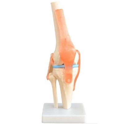 Articulação do Joelho e Ligamentos Coleman