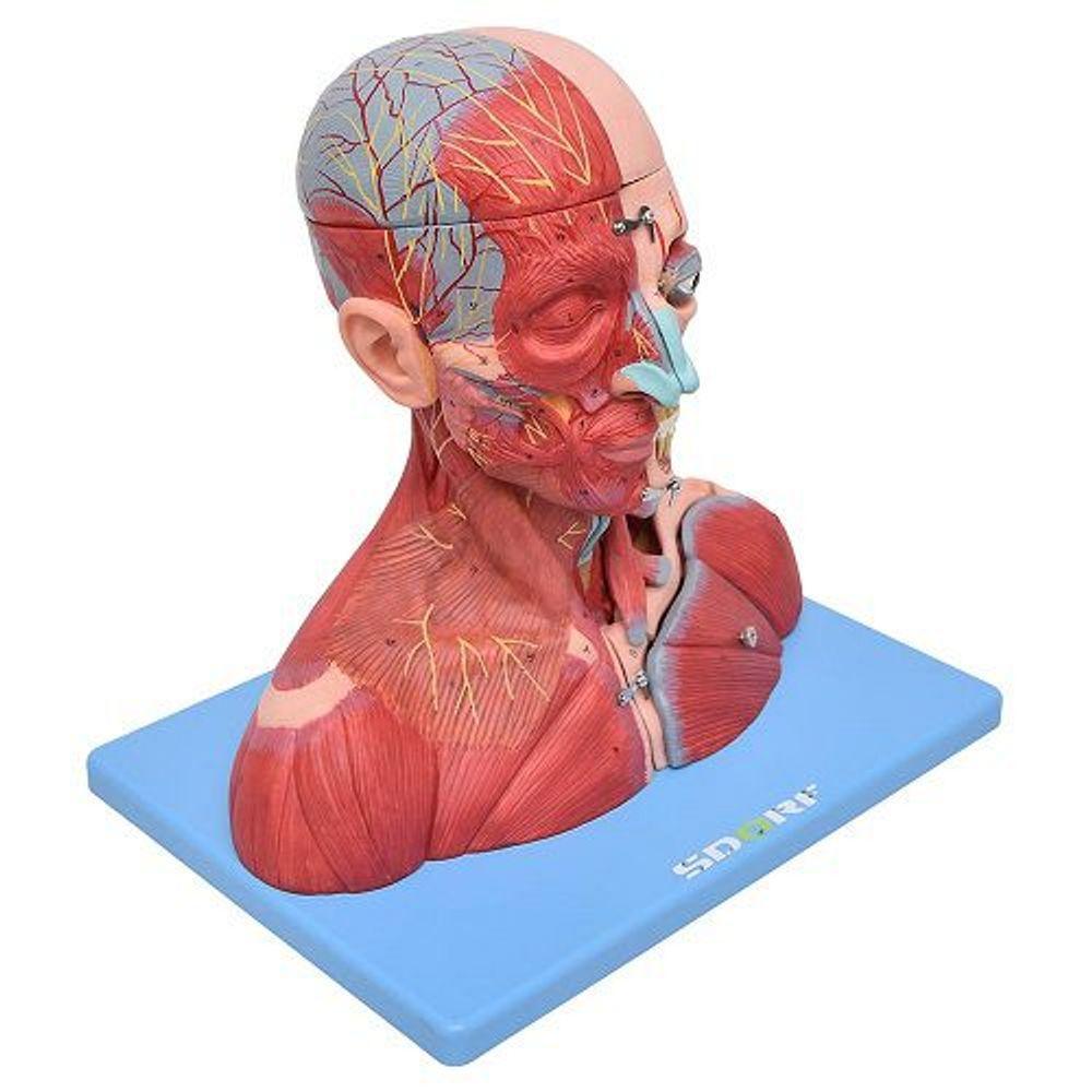 Cabeça,Pescoço Com Parte Do Tronco Musculado E Cérebro - 2