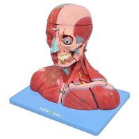 Cabeça,Pescoço Com Parte Do Tronco Musculado E Cérebro - 1