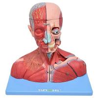 Cabeça,Pescoço Com Parte Do Tronco Musculado E Cérebro - 3