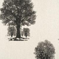 Papel De Parede Enchantment 121805 Vinílico - Rolo 10m X 0,53m - 1