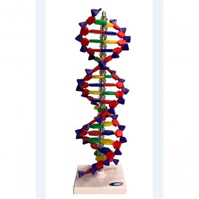 Dupla Hélice De Dna Com 40cm.