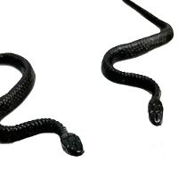 Cobra De Brinquedo Borracha Preta - 12 Unidades - 4