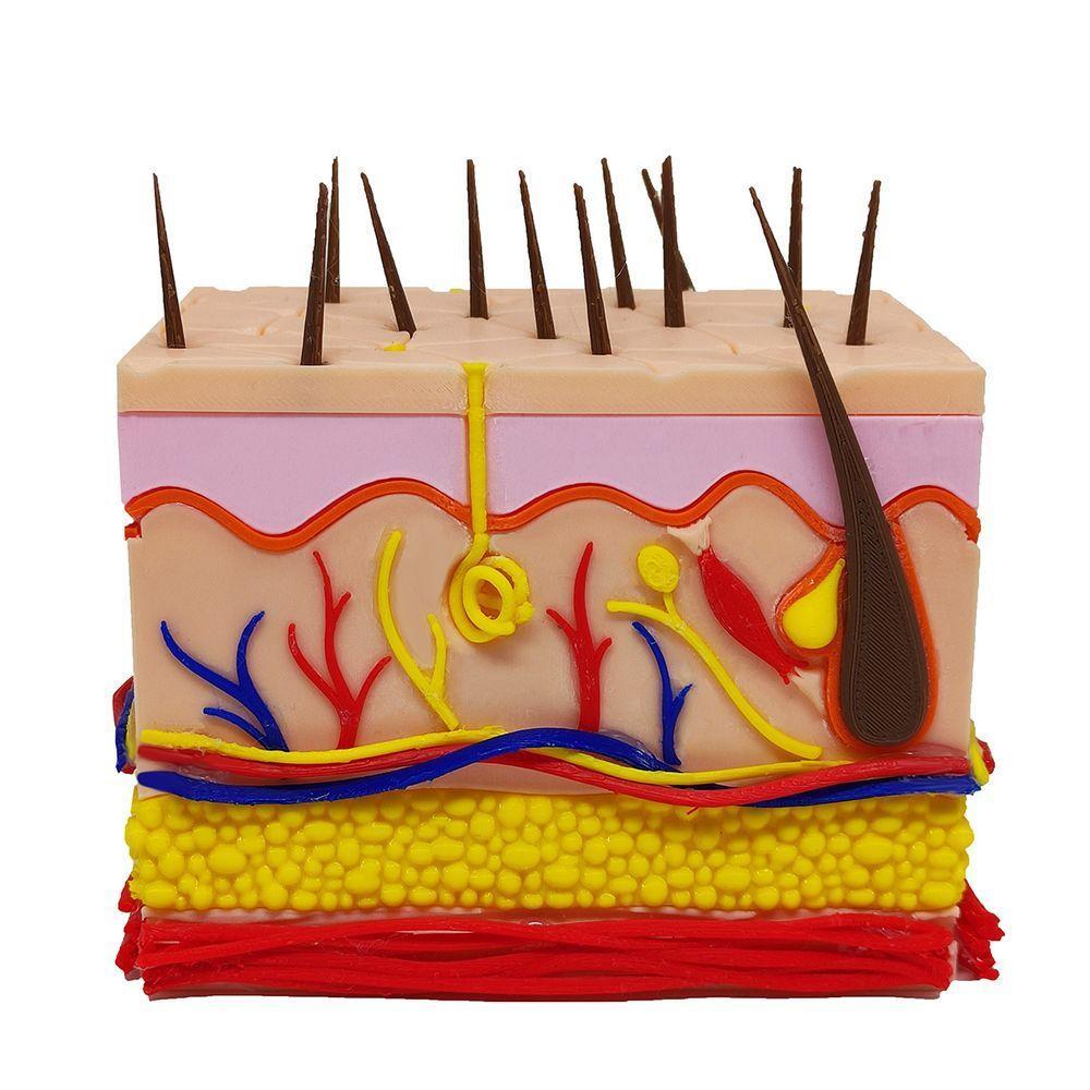 Corte Da Pele 3d Humana Ampliada Anatômico Modelo Anatomia Nervos Vasos Glândulas - 1