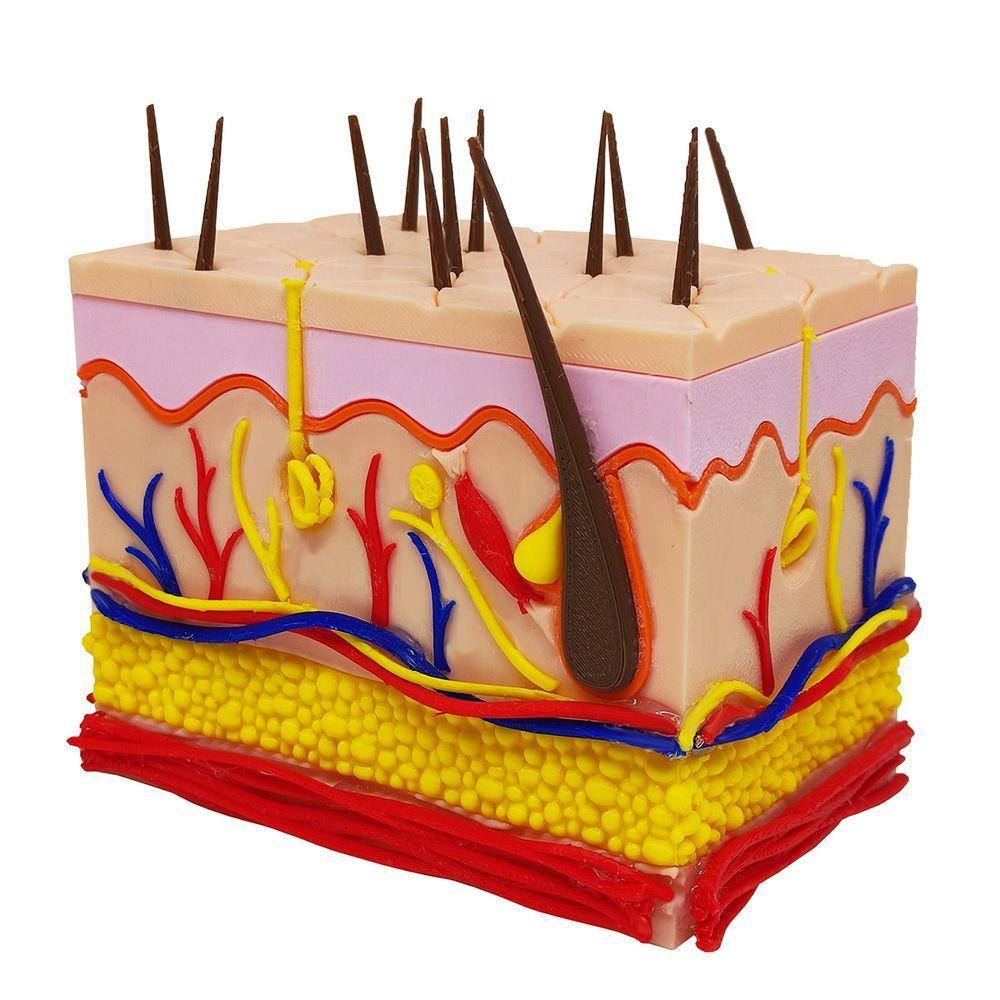 Corte Da Pele 3d Humana Ampliada Anatômico Modelo Anatomia Nervos Vasos Glândulas - 6