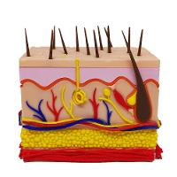 Corte Da Pele 3d Humana Ampliada Anatômico Modelo Anatomia Nervos Vasos Glândulas - 1