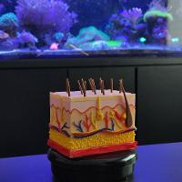 Corte Da Pele 3d Humana Ampliada Anatômico Modelo Anatomia Nervos Vasos Glândulas - 2