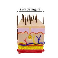 Corte Da Pele 3d Humana Ampliada Anatômico Modelo Anatomia Nervos Vasos Glândulas