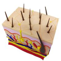 Corte Da Pele 3d Humana Ampliada Anatômico Modelo Anatomia Nervos Vasos Glândulas - 5