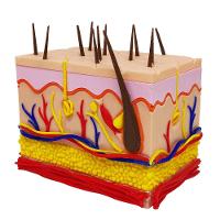 Corte Da Pele 3d Humana Ampliada Anatômico Modelo Anatomia Nervos Vasos Glândulas - 6