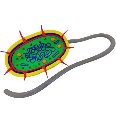 Célula Bactéria Procarionte 27 Cm Impressão 3d Maquete Biologia Citologia
